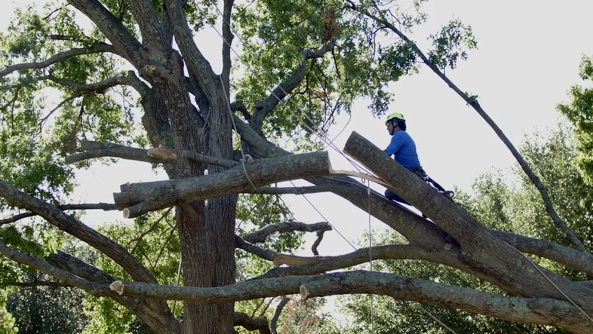 Professional Crown Thinning performed by certified arborists in Easton